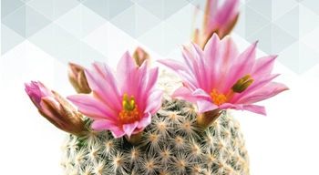 © Andreas_Zerndl, Akrain / iStock.com